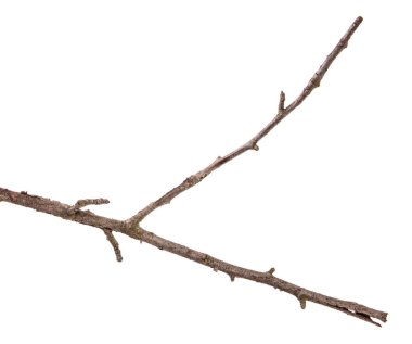 Armut ağacı dalı kırık kabuğu ile kuru. Beyaz backgr izole