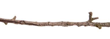 Armut ağacı dalı kırık kabuğu ile kuru. Beyaz backgr izole