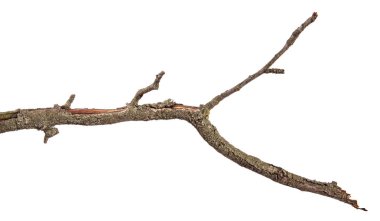 Armut ağacı dalı kırık kabuğu ile kuru. Beyaz backgr izole