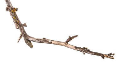 Armut ağacı dalı kırık kabuğu ile kuru. Beyaz backgr izole