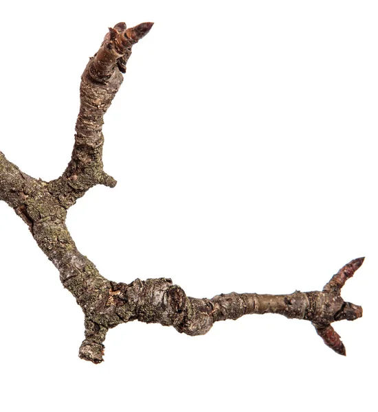 Ξηρό υποκατάστημα δέντρο αχλαδιών με ραγισμένα φλοιό. απομονωμένα σε λευκό έκφραση — Φωτογραφία Αρχείου