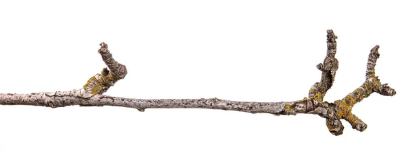 Ramo de pereira seca com casca rachada. isolado em branco backgr — Fotografia de Stock