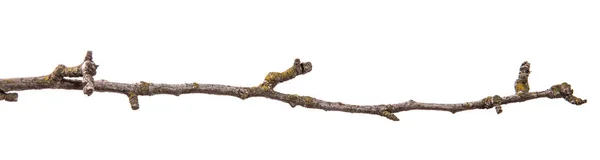 Сухая грушевая ветка с треснувшей корой. изолированные на белом бэкгре — стоковое фото