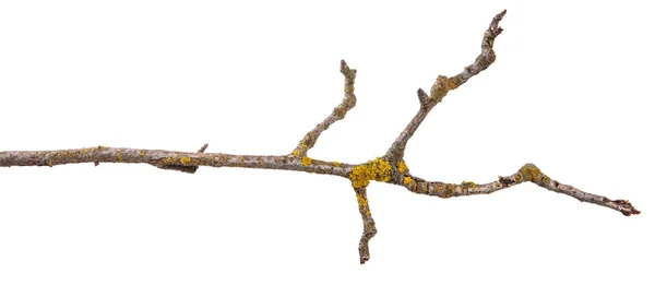 Suché větve stromu hrušeň s prasklou kůru. izolované na bílém pozadí — Stock fotografie