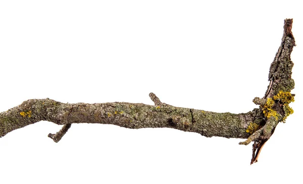 Dry pear tree branch with cracked bark. isolated on white backgr — Stock Photo, Image