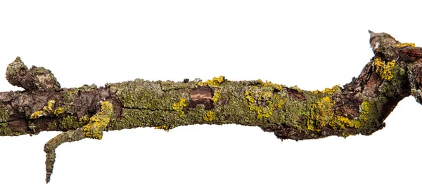 Egy száraz körte fa ága repedt fakéreggel borított része. elszigetelt wh — Stock Fotó