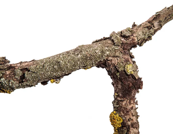 Egy száraz körte fa ága repedt fakéreggel borított része. elszigetelt wh — Stock Fotó