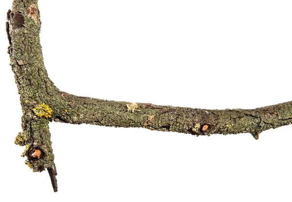 갈라진된 나무 껍질을 건조 배 트리 분기의 일부. wh에 절연 — 스톡 사진