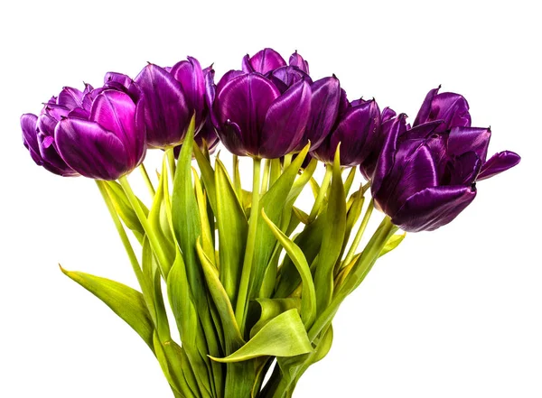 Bouquet of beautiful purple tulips. isolated on white background Stock Picture
