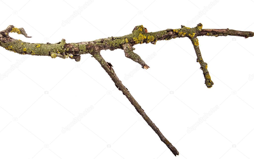 dry pear tree branch with cracked bark. isolated on white backgr