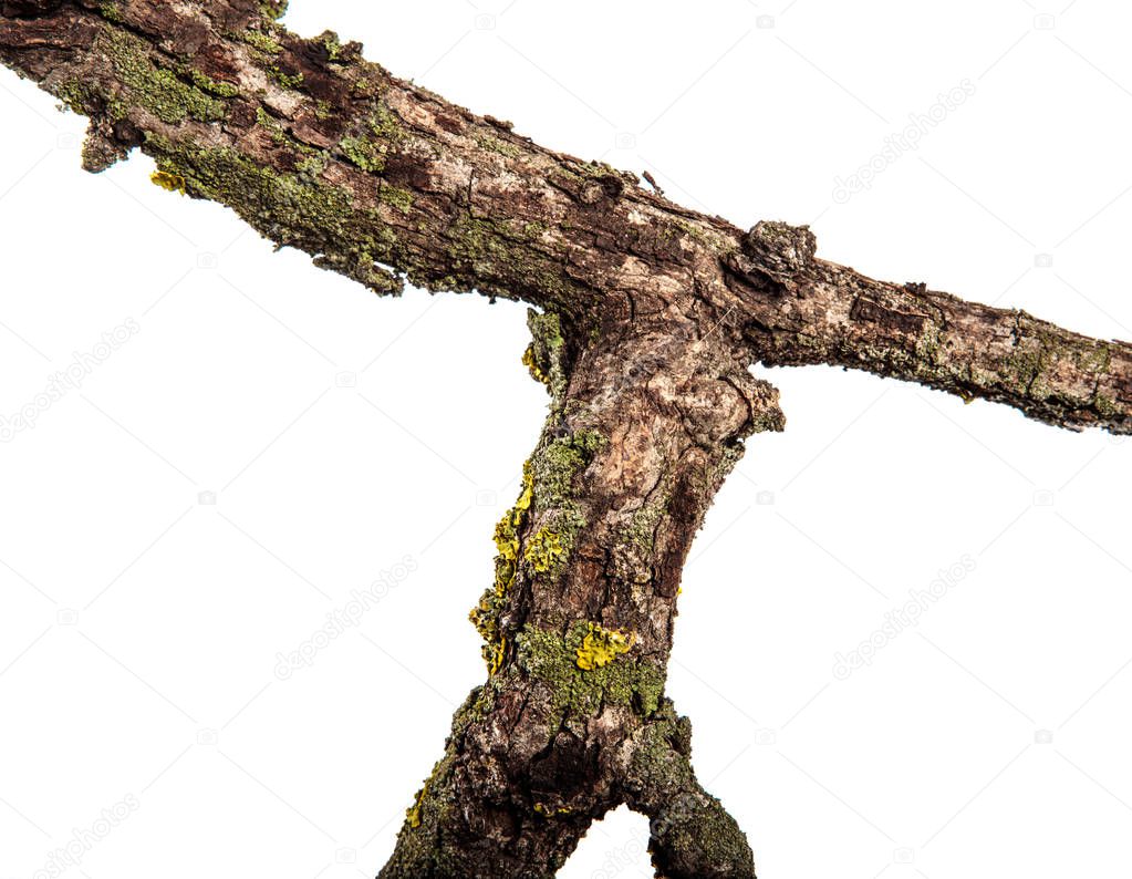 Part of a dry pear tree branch with cracked bark. isolated on wh