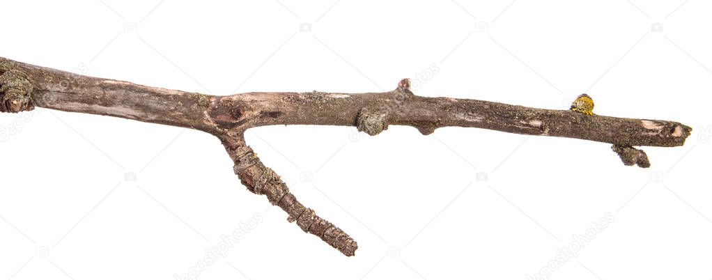 dry pear tree branch with cracked bark. isolated on white backgr