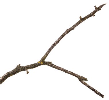 bir ölü armut ağacının kuru bir dal parçası. Beyaz arkasında izole