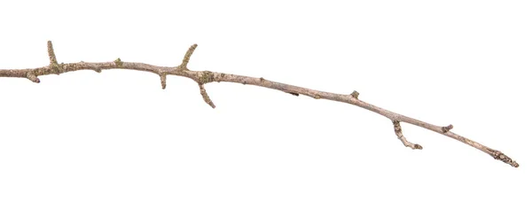 Teil eines trockenen Zweiges eines abgestorbenen Birnbaums. isoliert auf weißem Rücken — Stockfoto