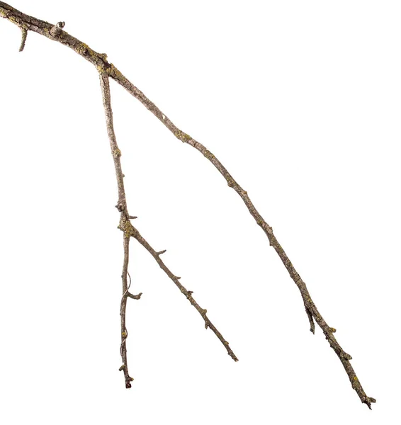 Part of a dry branch of a dead pear tree. isolated on white back — Stock Photo, Image