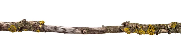 Часть сухой ветки мёртвого грушевого дерева. изолированные на белой спине — стоковое фото