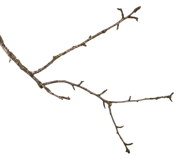 En del av en torr gren av ett döda päronträd. isolerade på vit baksida — Stockfoto