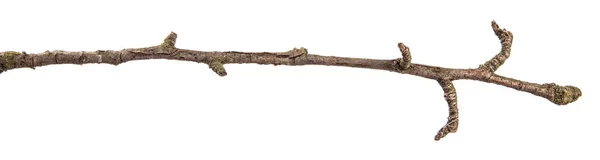 Parte de una rama seca de un peral muerto. aislado en la espalda blanca — Foto de Stock