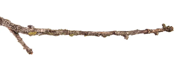 Parte de um ramo seco de uma árvore de pêra morta. isolado nas costas brancas — Fotografia de Stock