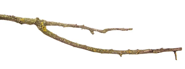 Partie d'une branche sèche d'un poirier mort. isolé sur le dos blanc — Photo