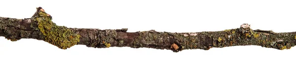 Parte de una rama seca de un peral muerto. aislado en la espalda blanca — Foto de Stock