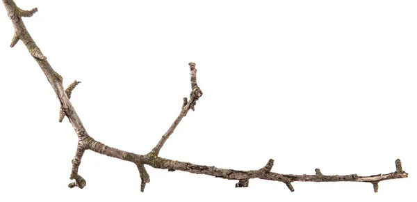 Part of a dry branch of a dead pear tree. isolated on white back — Stock Photo, Image