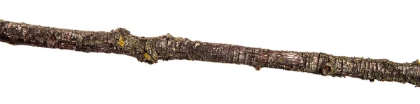 Часть сухой ветки мёртвого грушевого дерева. изолированные на белой спине — стоковое фото