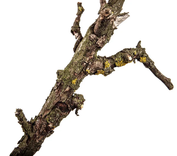 Bir ölü armut ağacının kuru bir dal parçası. Beyaz arkasında izole — Stok fotoğraf