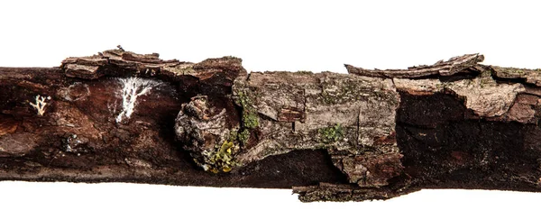 Egy halott körtefa száraz ága része. elszigetelt fehér fonákkal — Stock Fotó