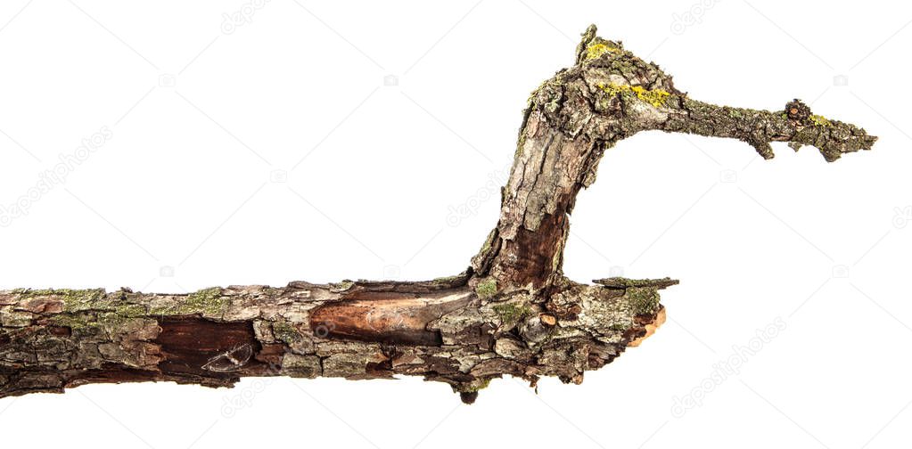 part of a dry branch of a dead pear tree. isolated on white back