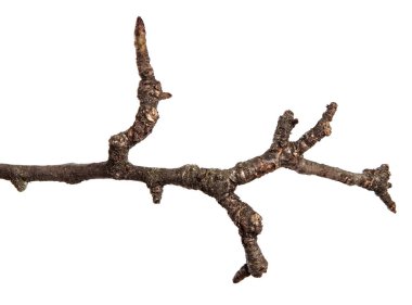 Kuru kırık armut ağacı dalı. Beyaz arka plan üzerinde izole