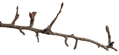 Kuru kırık armut ağacı dalı. Beyaz arka plan üzerinde izole