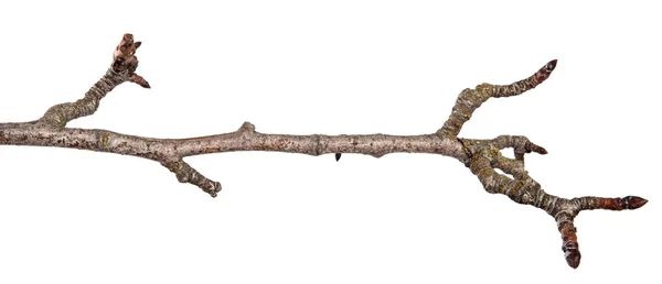 Ξηρά σκασμένα αχλάδι κλαδί δέντρου. απομονωμένα σε λευκό φόντο — Φωτογραφία Αρχείου