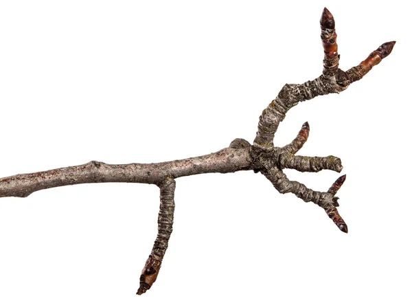 乾燥ひび割れナシの木の枝。白い背景に分離 — ストック写真