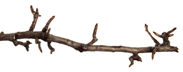 Ξηρά σκασμένα αχλάδι κλαδί δέντρου. απομονωμένα σε λευκό φόντο — Φωτογραφία Αρχείου