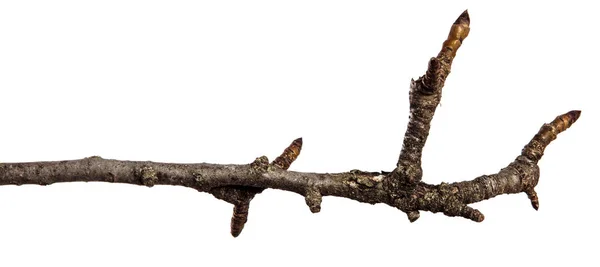 Trockener rissiger Birnenzweig. isoliert auf weißem Hintergrund — Stockfoto