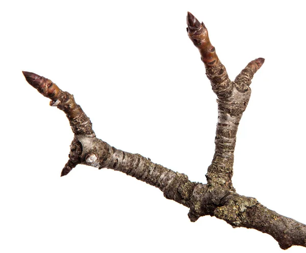 乾燥ひび割れナシの木の枝。白い背景に分離 — ストック写真