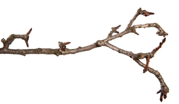 Dry cracked pear tree branch. isolated on white background — Stock Photo, Image