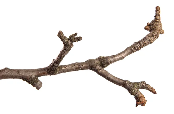 Gałąź drzewa suchego pęknięty gruszka. na białym tle — Zdjęcie stockowe