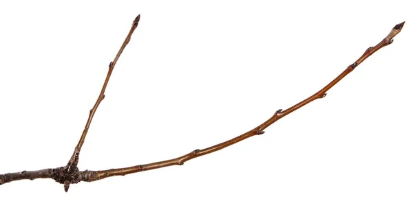 Kuru kırık armut ağacı dalı. Beyaz arka plan üzerinde izole — Stok fotoğraf