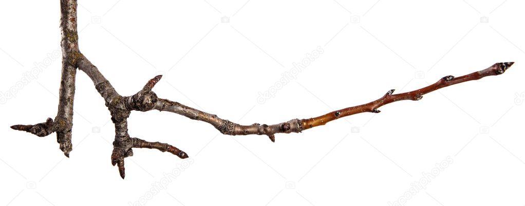 dry cracked pear tree branch. isolated on white background