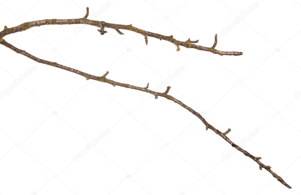 dry cracked pear tree branch. isolated on white background