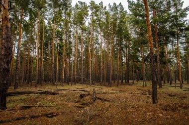 kalın çam ormanı. Rus peyzaj