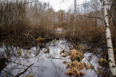 huş ağaçları ve bataklıları. Rus peyzaj