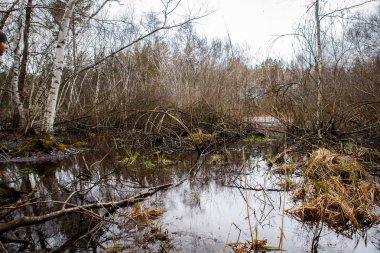 huş ağaçları ve bataklıları. Rus peyzaj