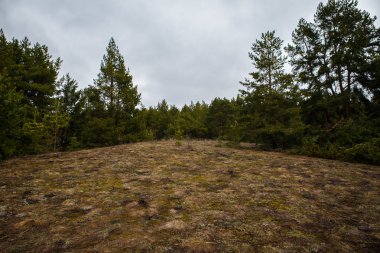 kalın çam ormanı. Rus peyzaj