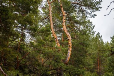 kalın çam ormanı. Rus peyzaj