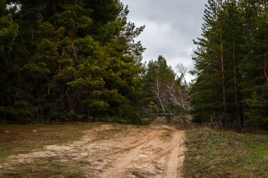 kalın çam ormanı. Rus peyzaj
