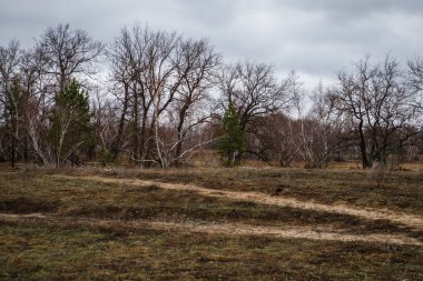 huş ağaçları ve bataklıları. Rus peyzaj
