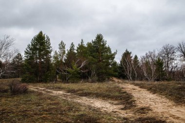 kalın çam ormanı. Rus peyzaj